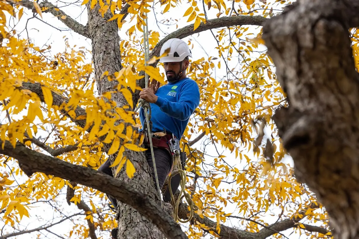 Skilled Tree Planing crew working in Hampton